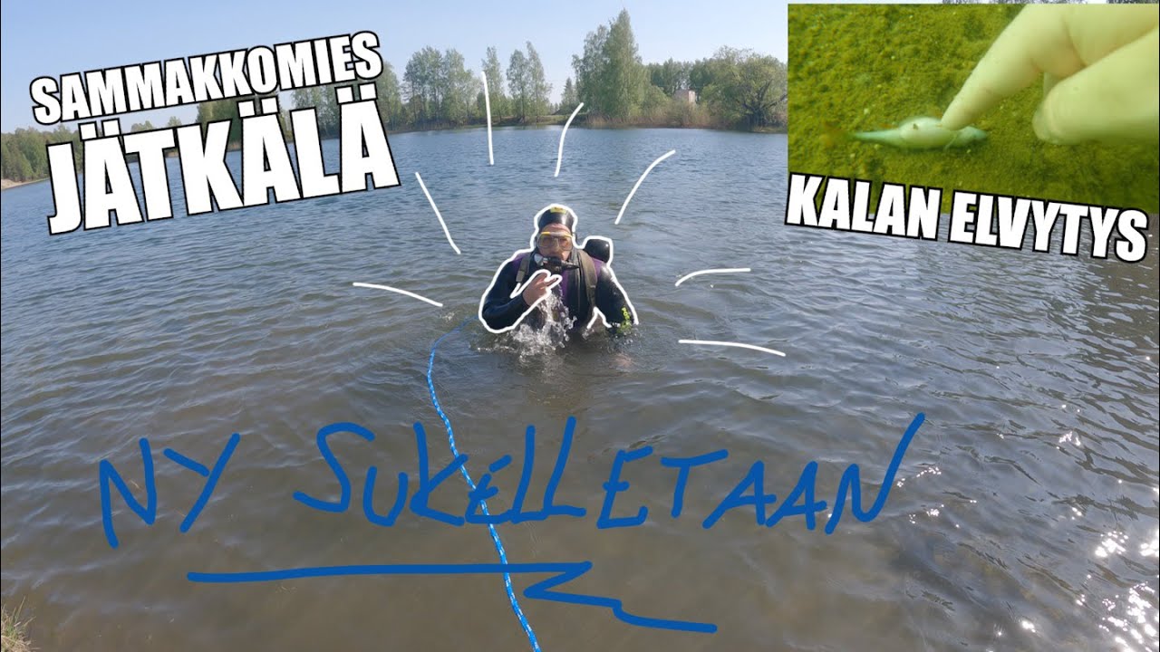 SUKELLUS - KALAN ELVYTYSTÄ JA REENIÄ PINNAN ALLA