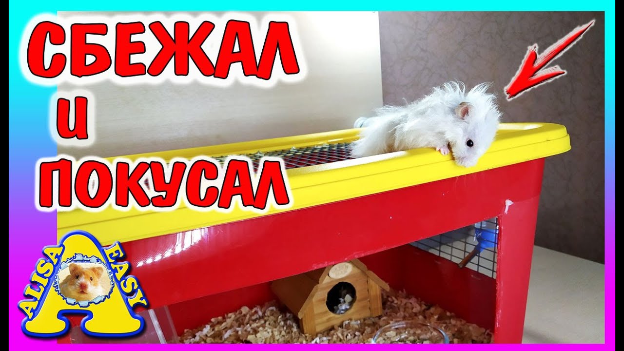 ХОМЯК СБЕЖАЛ И ПОКУСАЛ / ЧТО ДЕЛАТЬ ЕСЛИ ХОМЯЧОК ПОТЕРЯЛСЯ / ХОМКИ ОДИЧАЛ / Alisa Easy Pets
