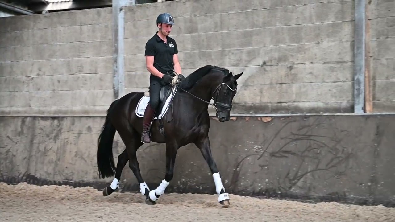 Narcos (Total US x San Amour)