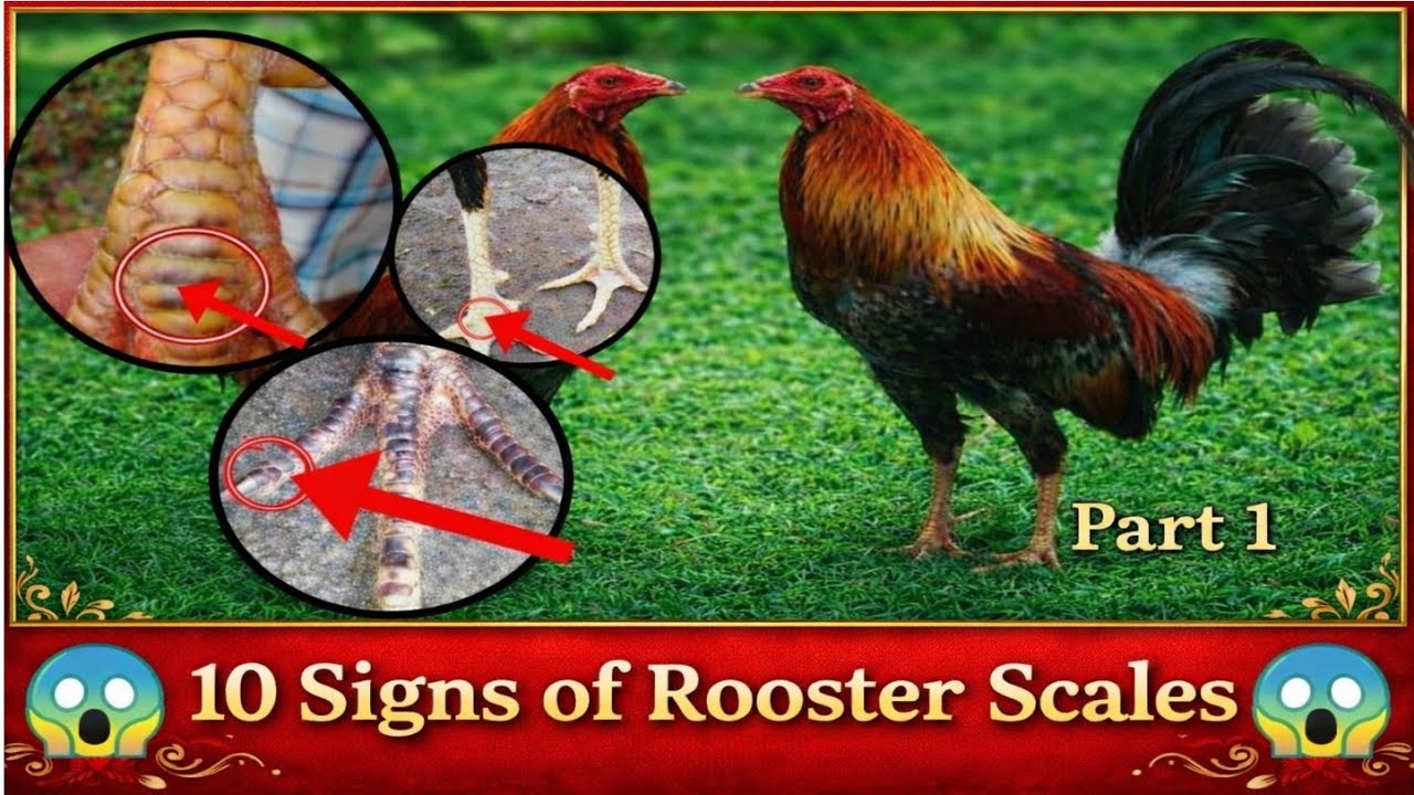 10 Signs of rooster scales (SIGNS AND SCALES OF ROOSTERS FEET)