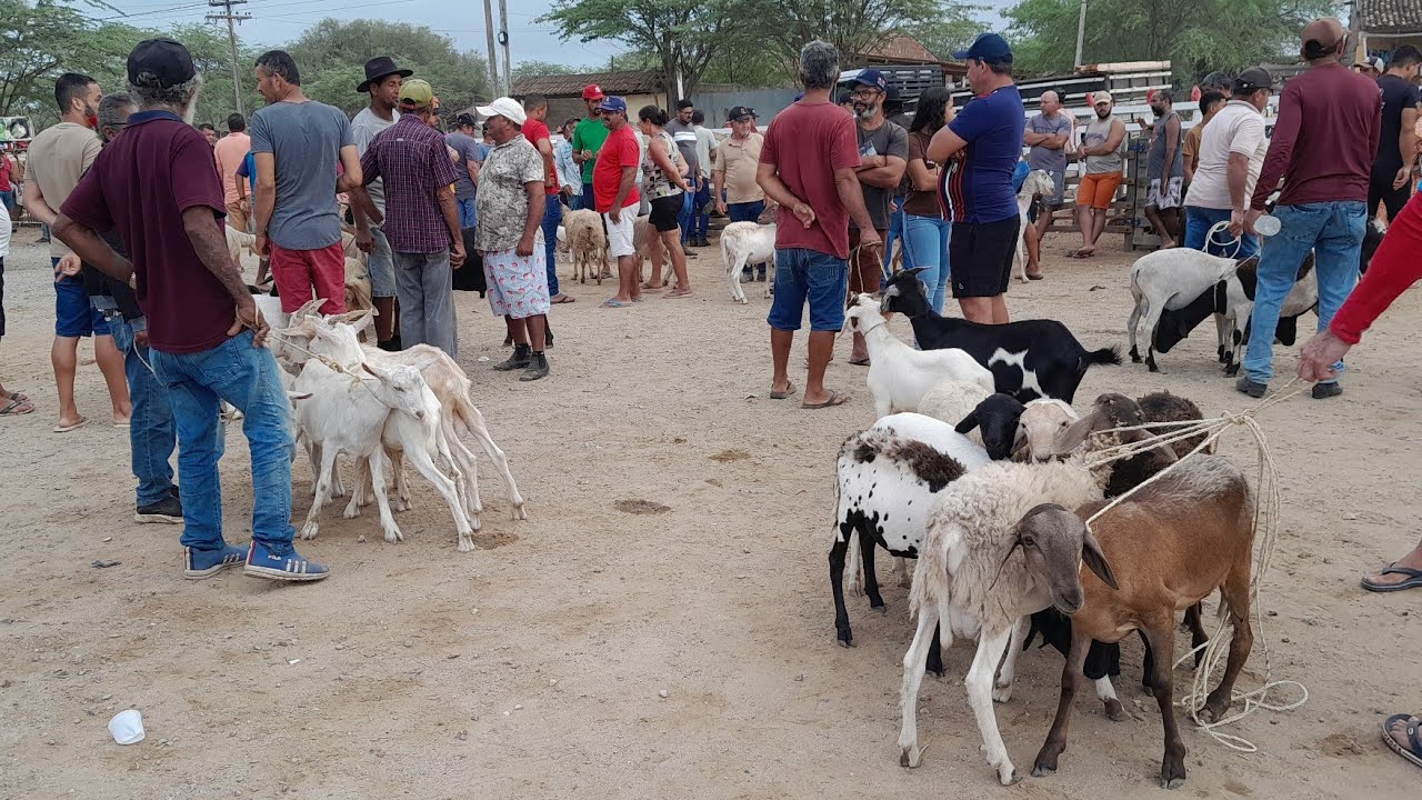 Feira de Animais em Santa Cruz do capibaribe Pernambuco 09/03/2026.