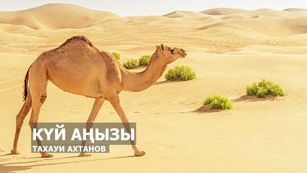 КҮЙ АҢЫЗЫ l ТАХАУИ АХТАНОВ