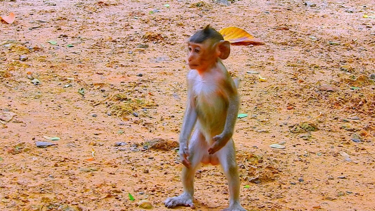 ...SO CUTE MONKEY...!
