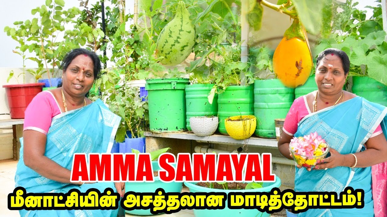 Amma samayal  மீனாட்சியின் புது வீட்டில் அசத்தலான மாடித் தோட்டம் | @Ammasamayalrecipes | pasumai Vikatan