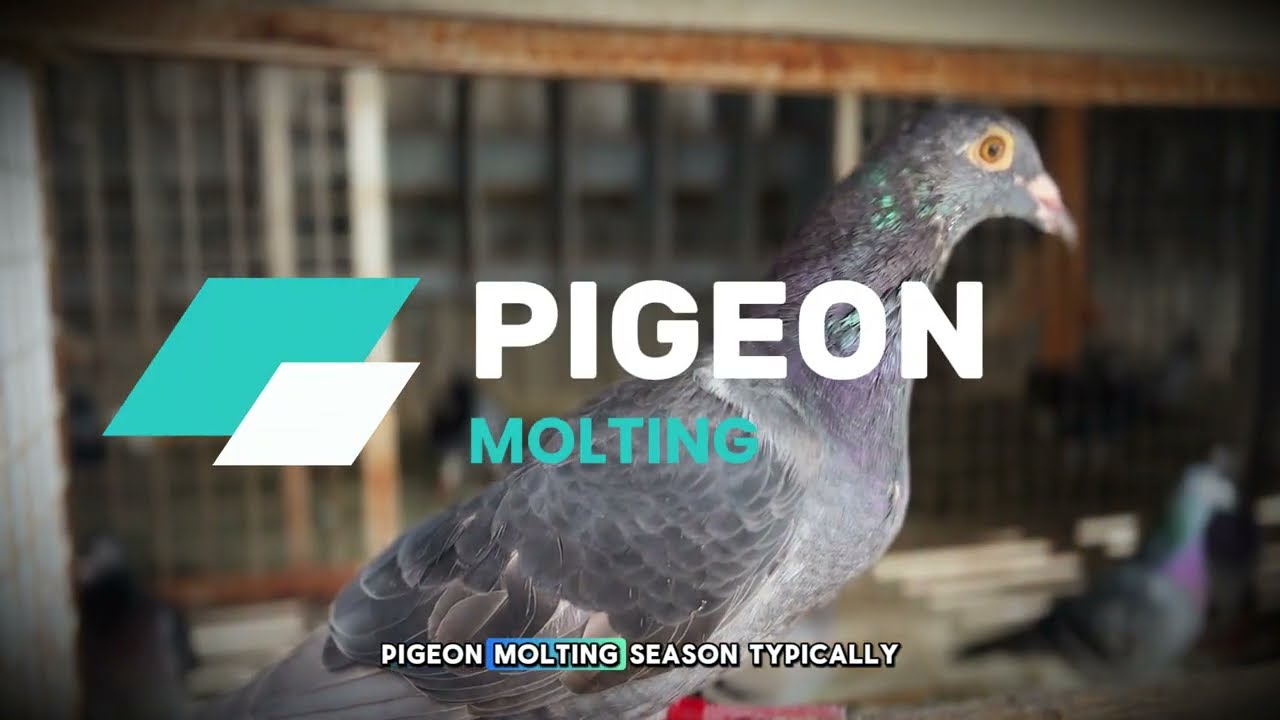 PIGEON MOLTING - What makes molting stressful for pigeons?