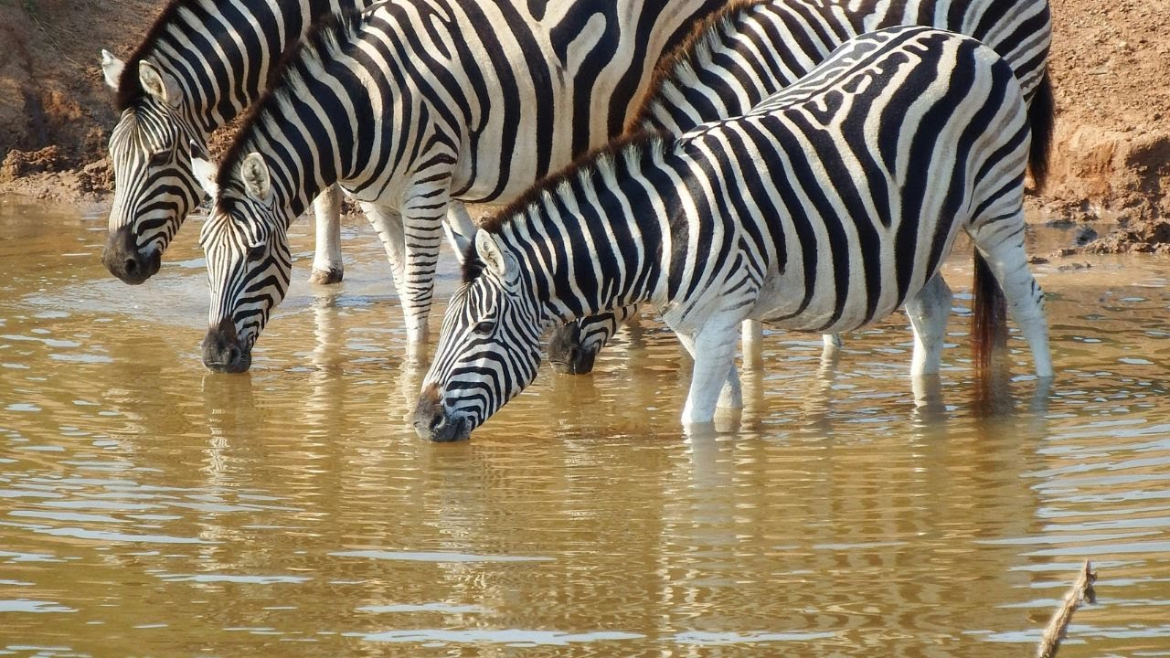 The Premier Hunting Destination of South Africa  |  Africa Hunt Lodge