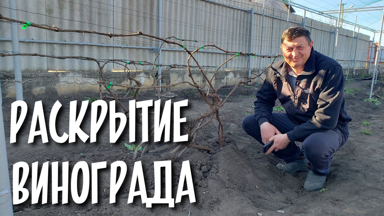 Раскрытие винограда после зимы