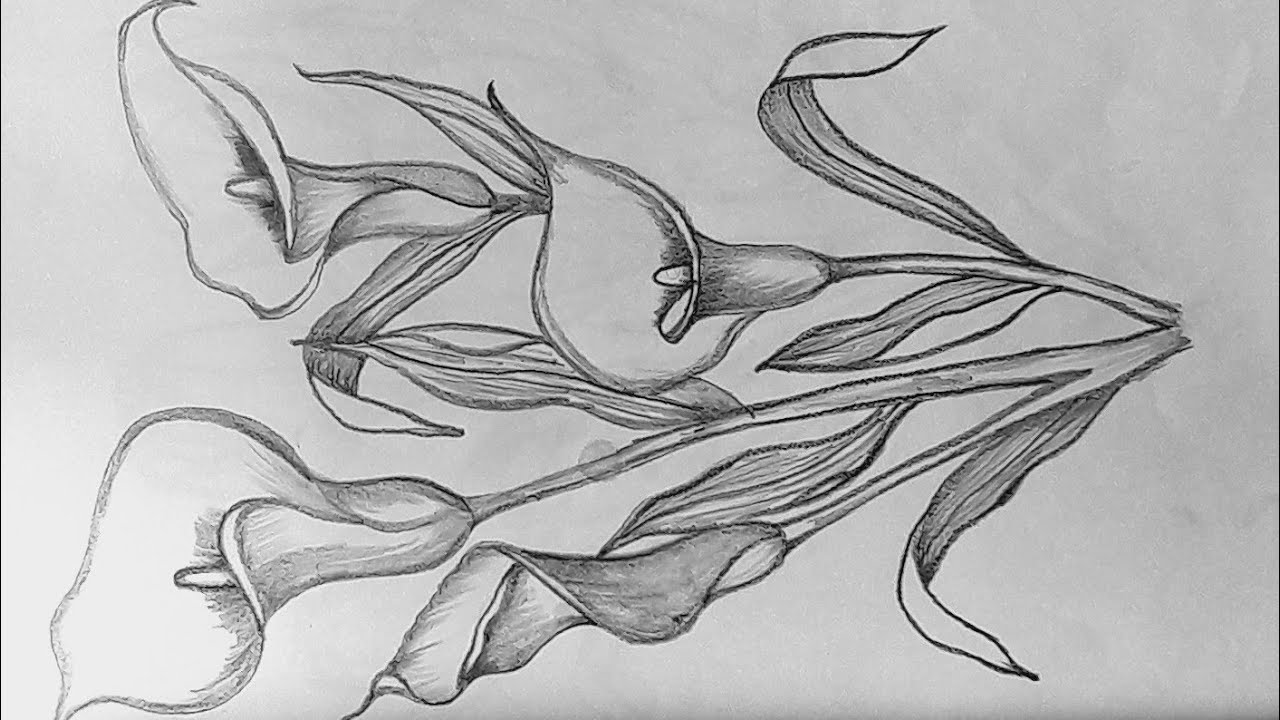 Calla lily flower drawing