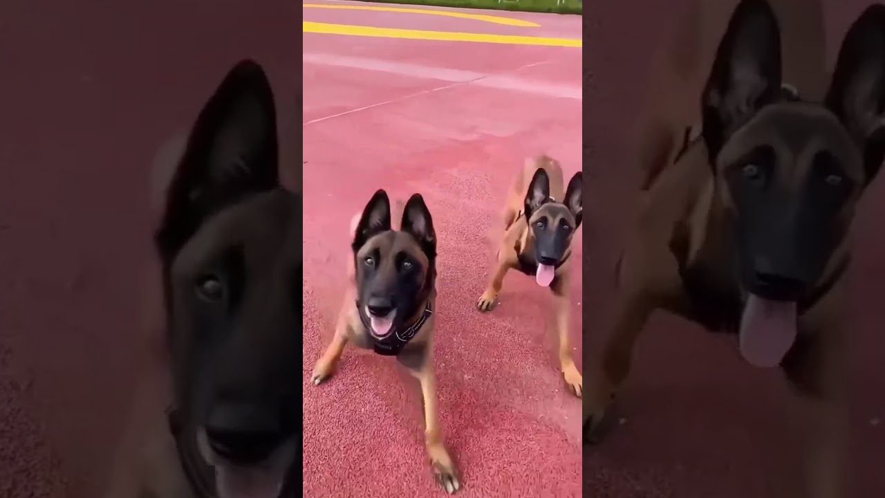 #k9 #dog #k9trainer #dogstraning #doglover #police #trending #love
