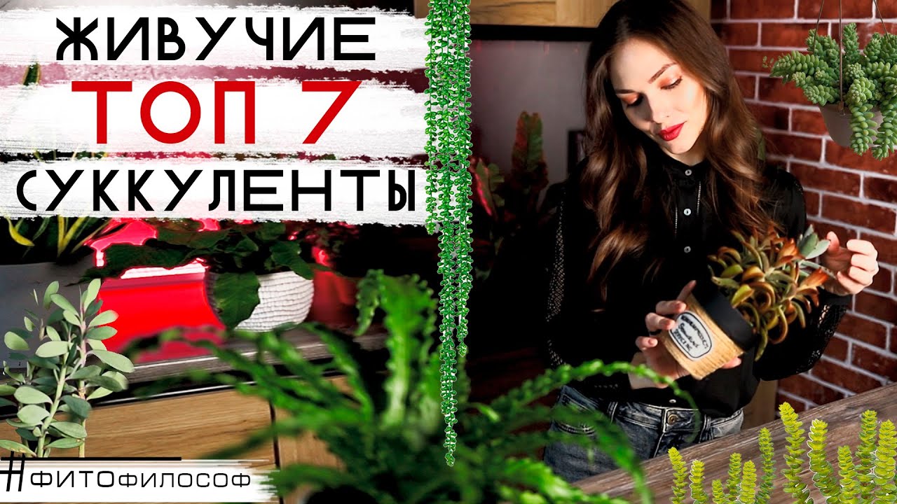 ТОП 7 СУККУЛЕНТОВ 🌵 самых ЖИВУЧИХ и неприхотливых в моей коллекции