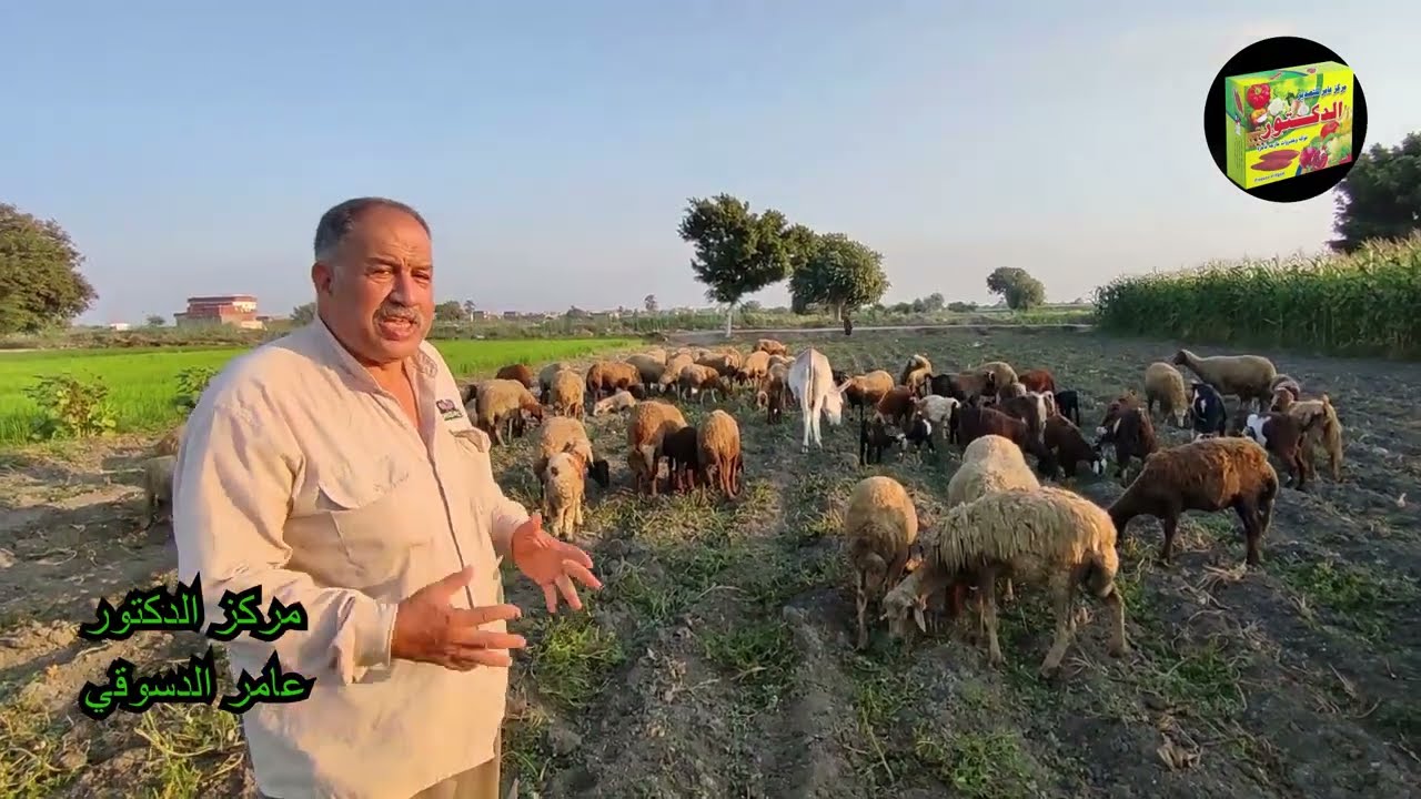 افضل علاج للتسمم الدموي المعوي في الاغنام والاسباب والاعراض مسميات التحصين كوفاكسين التراباك كوبيلاك