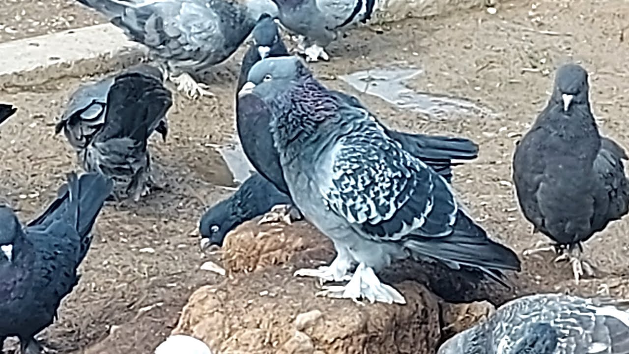 KİRLİ TAKKALI AYNA KUYRUK EKE ERKEK 