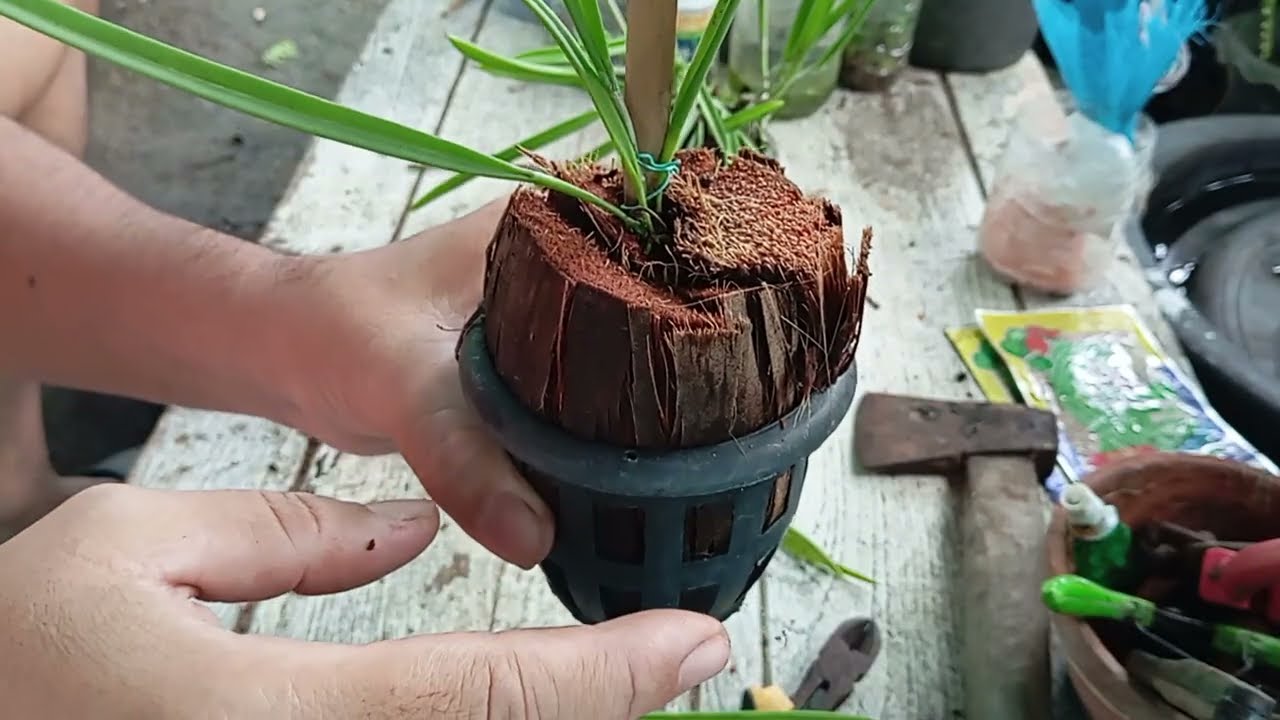 ขยายพันธุ์แคทลียาเจ้าหญิงรัตติกาลหรือโดโนซ่าแบบบ้านบ้าน🌱