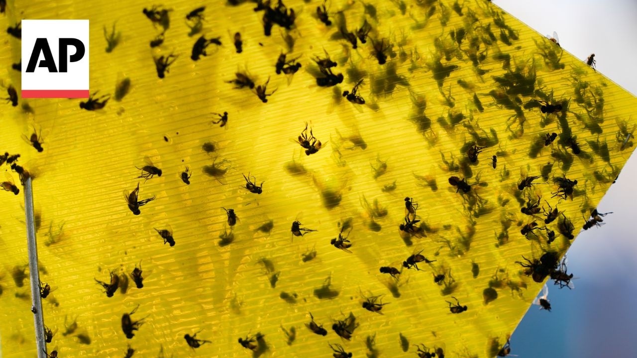 Mexico and US reopen sterile fly plant to fight screwworm outbreak