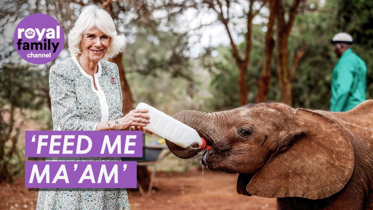 King and Queen Feed Adorable Baby Elephants In Kenya