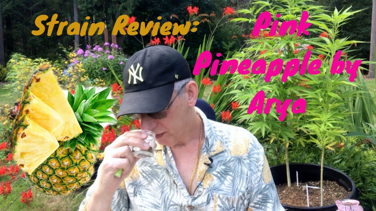 PINK PINEAPPLE from Arya Cannabis Strain Review