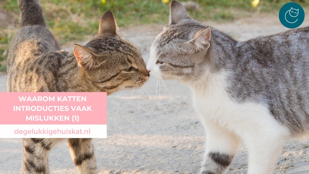 WAAROM KATTEN INTRODUCTIES VAAK MISLUKKEN (1) - De gelukkige huiskat | Kattengedrag