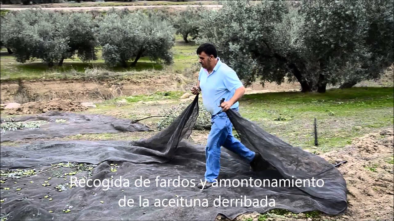 derribo de la aceituna