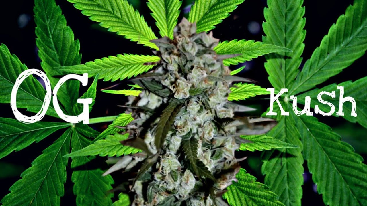 OG kush timelapse