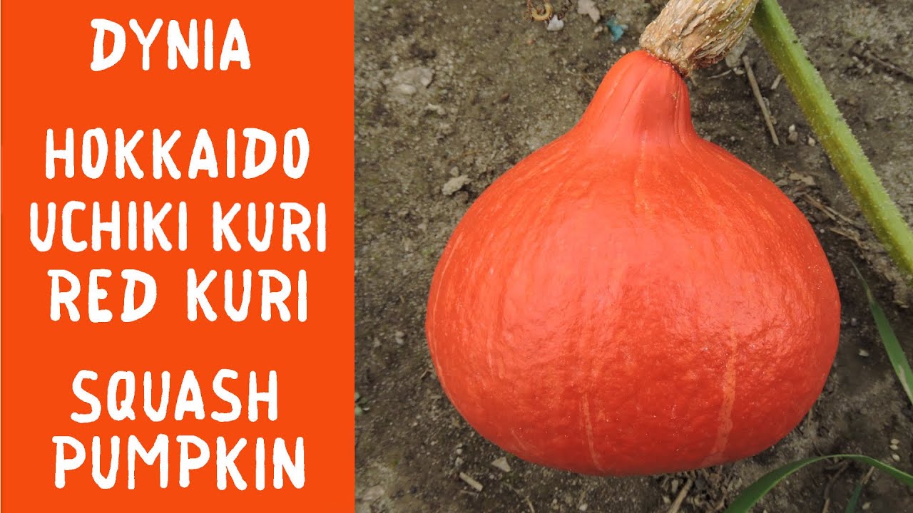 Dynia Hokkaido (Uchiki Kuri) - jak rośnie / Red kuri pumpkin (squash) - how it grows