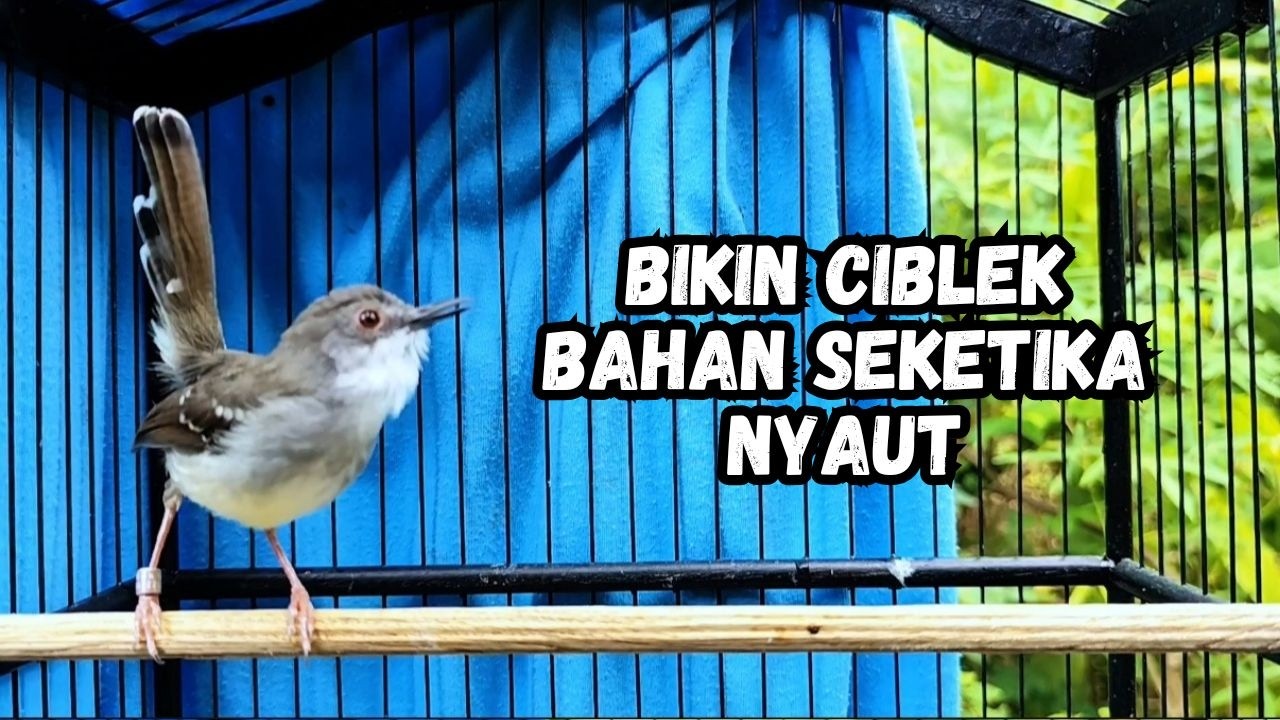 ciblek gacor ini AMPUH buat Pancingan ciblek semi dan ciblek kristal bahan, Masteran Ciblek ngebren