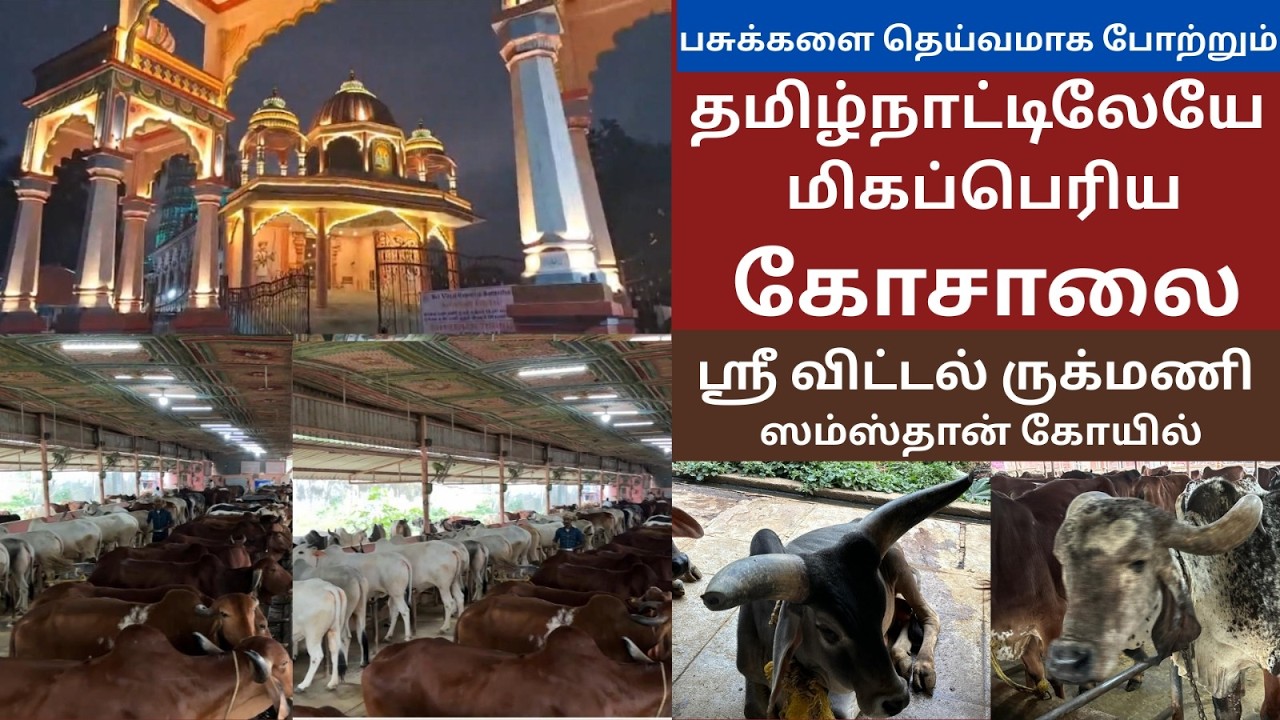 நாட்டிலே மிகப்பெரிய கோசாலை ஶ்ரீவிட்டல் ருக்மணி கோயில் Srivittal Rukmani Temple largest cowshed