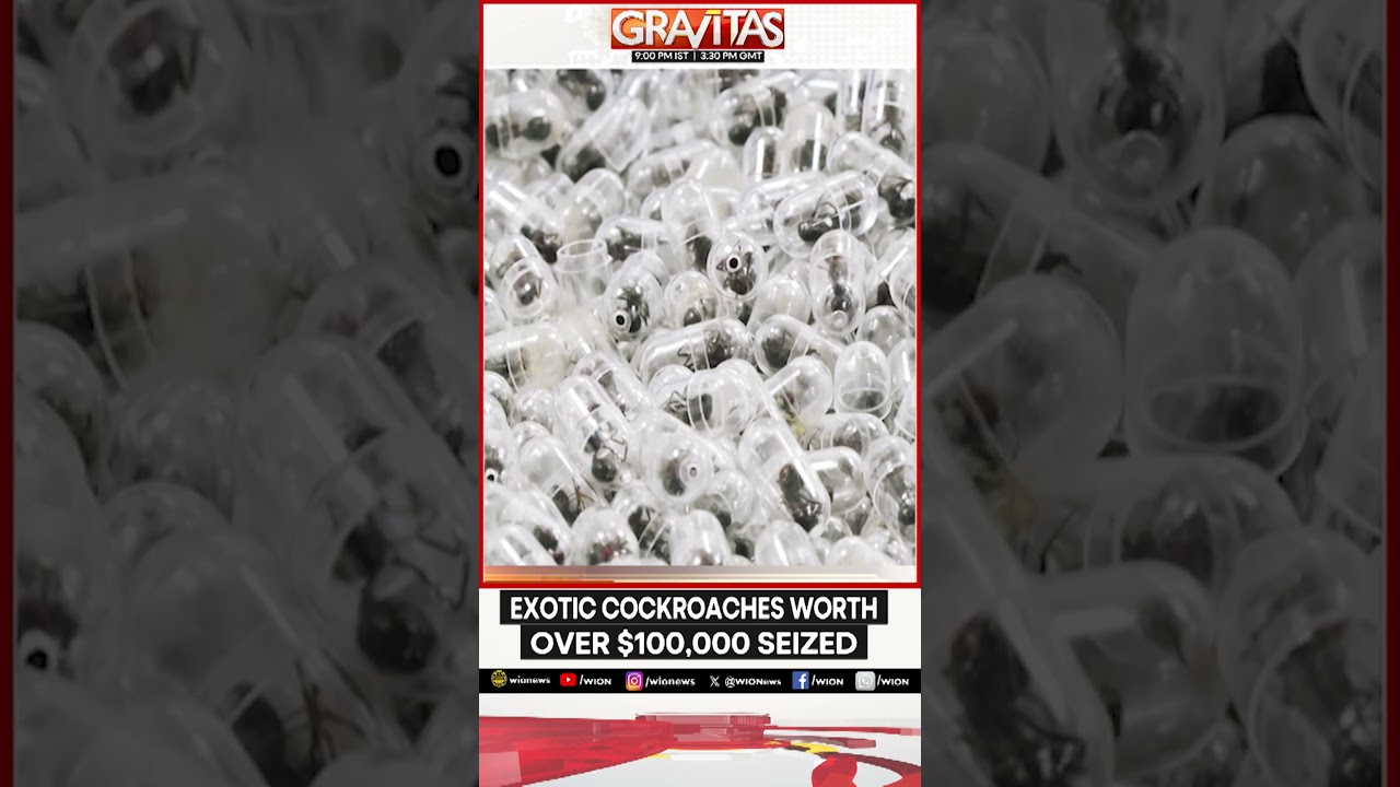 From Cockroaches to Ants: Inside the Growing Global Insect Smuggling Trade | GRAVITAS