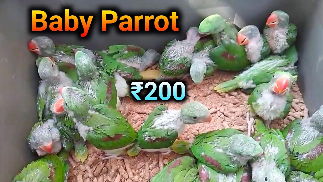 Baby Parrot Delhi Market 2025 || Bird Market Delhi || Parrot Market in Delhi | #birdsmarket