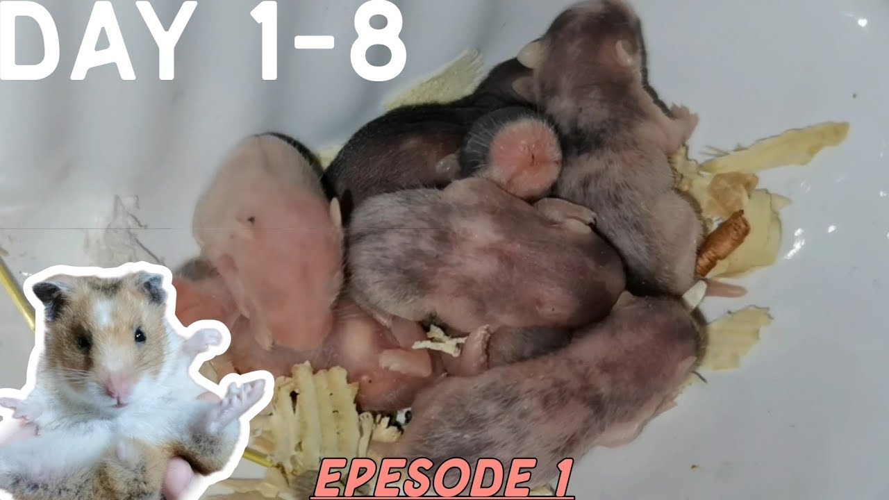 Baby Hamsters | The First Week| Episode 1 🐹