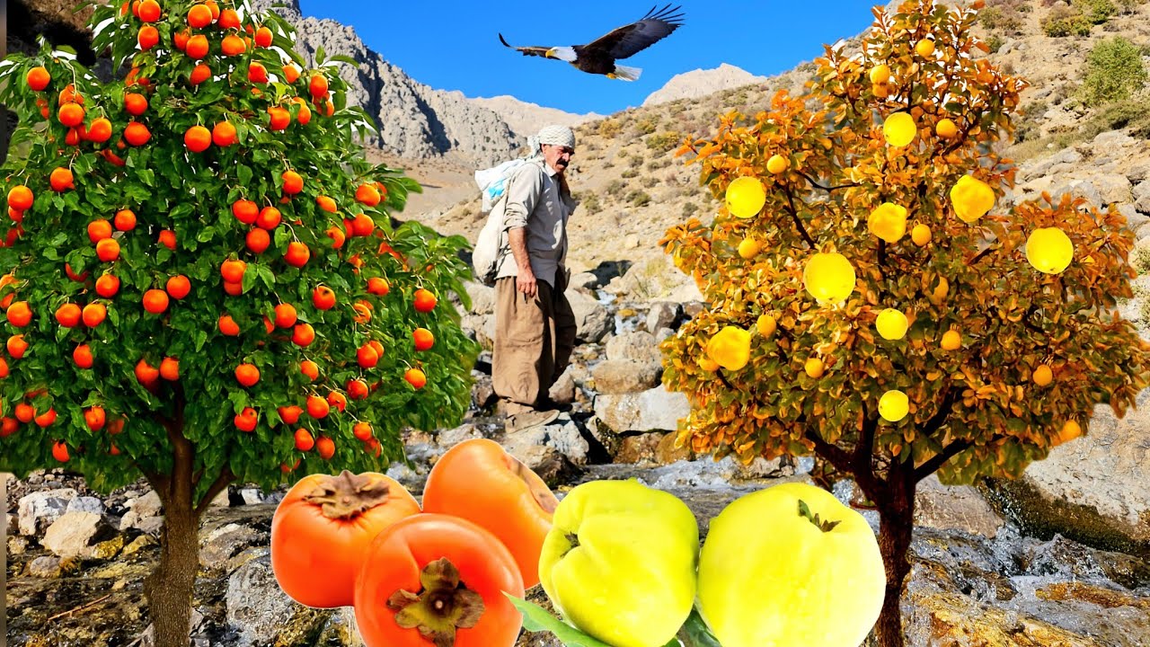 In Search of Wild Beh and Persimmons | A Journey to Nomadic Lifestyle in the Dena Mountains
