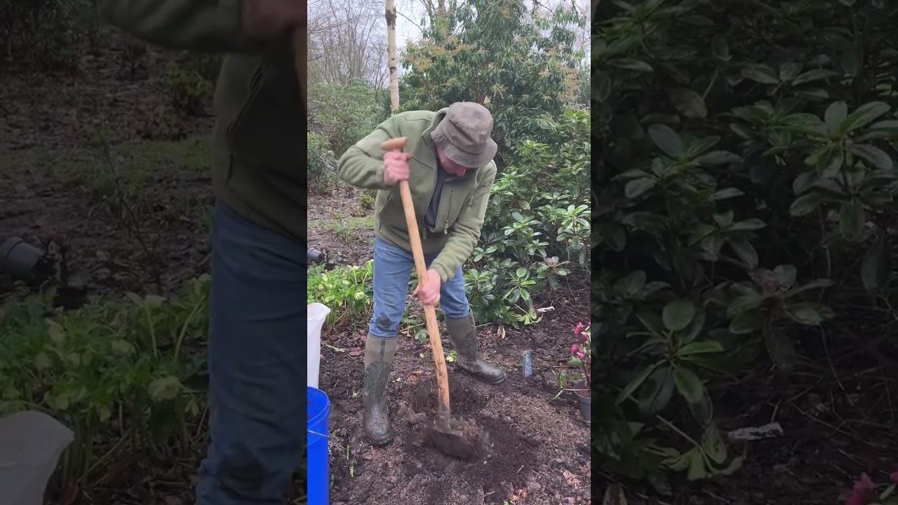 How to plant Helleborus &ldquo;Anna&rsquo;s Red&rdquo; WEBSHOP  