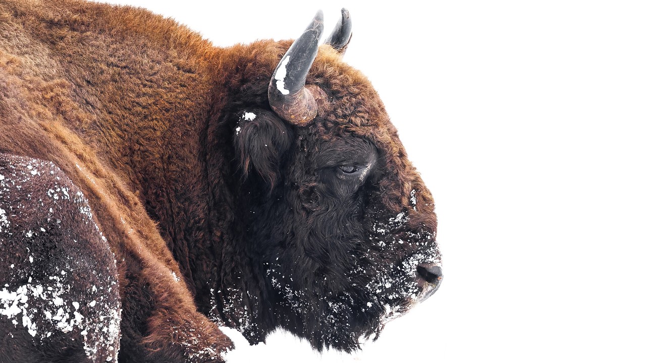 Photographing European Bison in Winter | Białowieża Forest