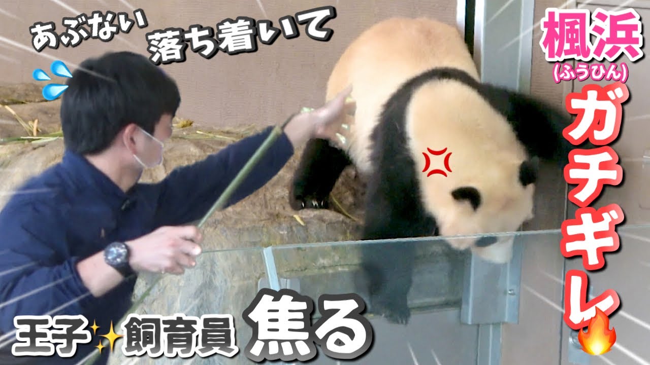 【パンダアイドル楓浜】ヤバ💢見たことないほど暴れてた💦ハラハラしながら見守った🐼落ち着けー‼️