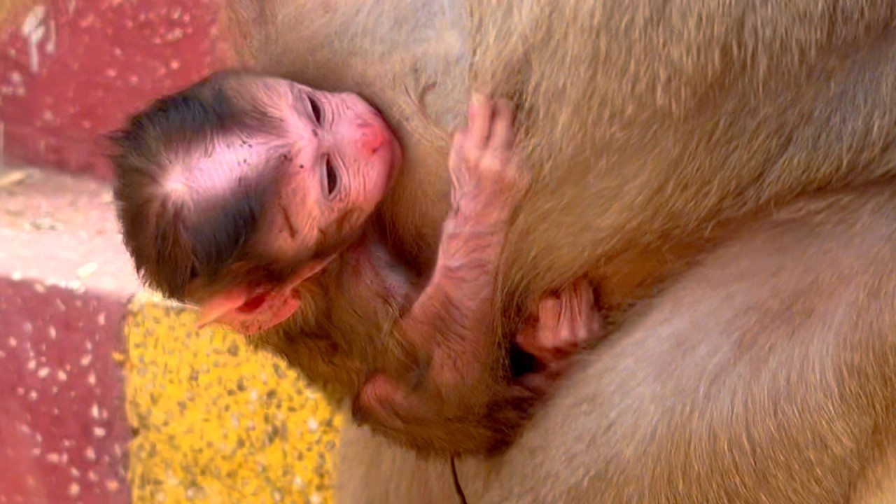 Live : Welcome Newborn Baby Monkey Clings Tightly to Mom as She Moves Gently