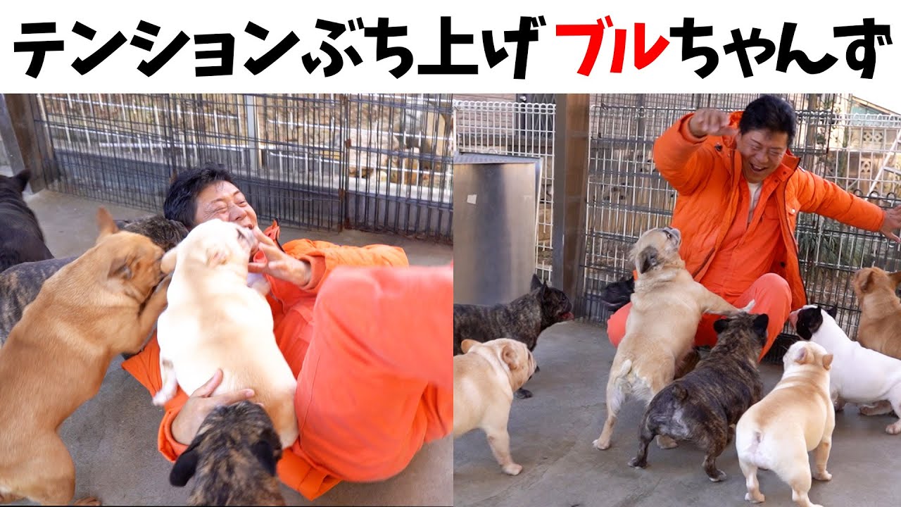 【元気いっぱいのブルちゃん達と戯れる！】イーストジャパン小山犬舎へ潜入！【後編】