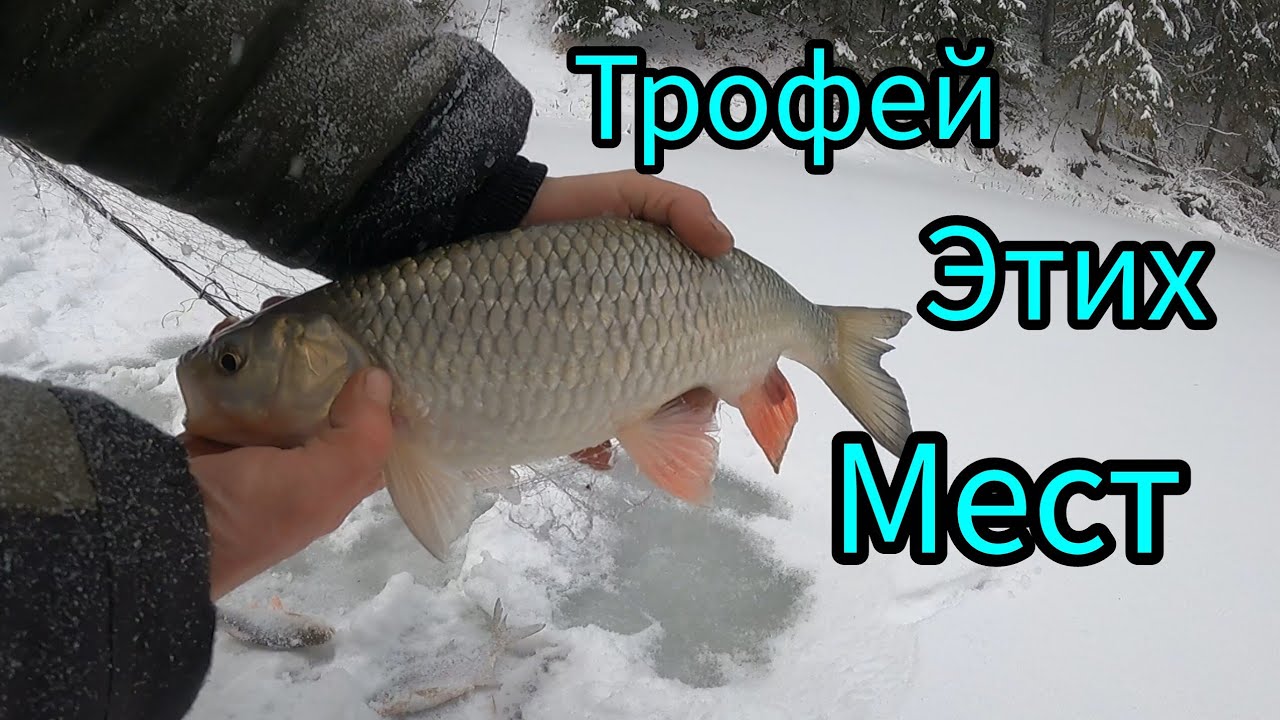 РЫБАЛКА НА КОСЫНКИ. ПЕРВЫЙ ТРОФЕЙ 2026 ГОДА. ОДИН В ЛЕСУ.