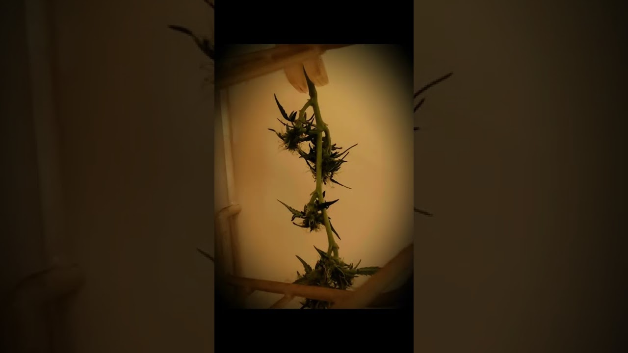 wettrim branch harvest cat jump fail! hung to dry practice