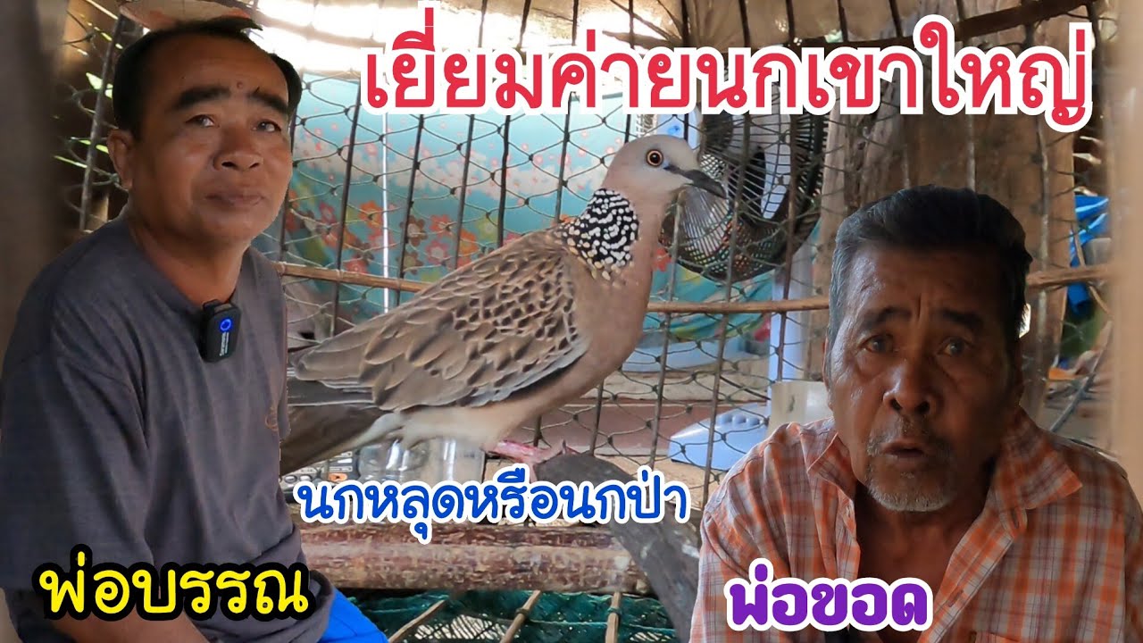 นกหลุดหรือนกป่า…เยี่ยมค่ายนกเขาใหญ่ฟากภู