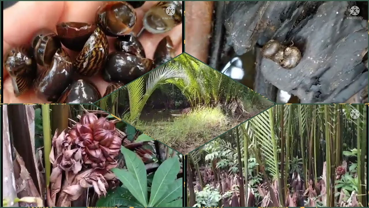 Picking snail shell @ Jingel's Nipa farm