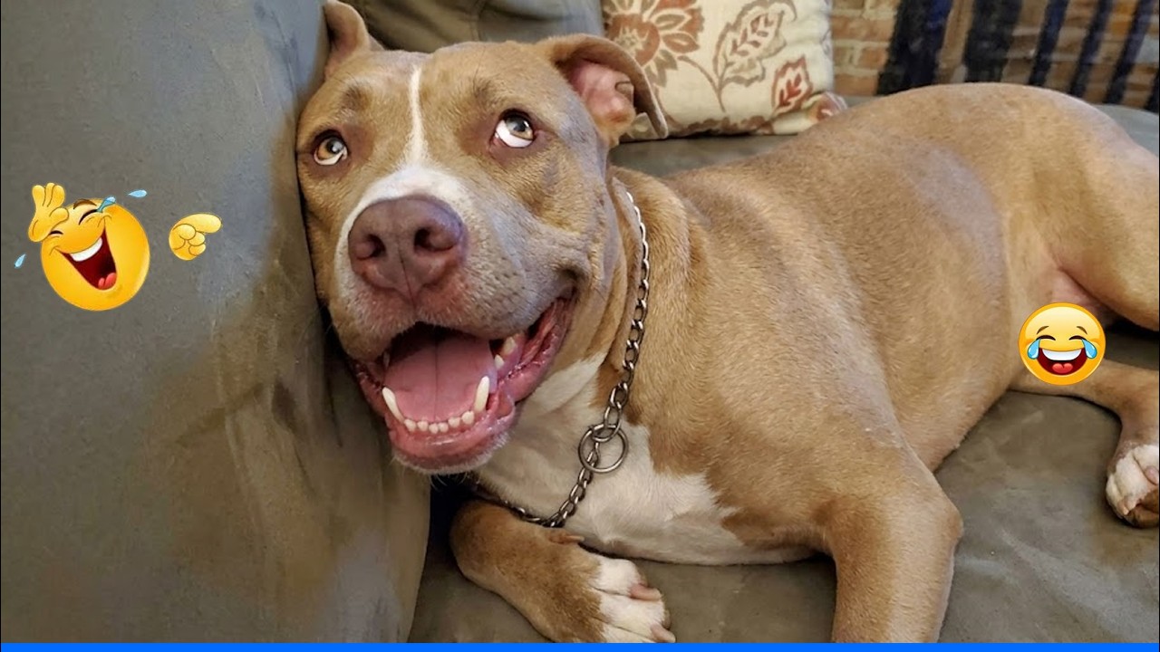 Funny Cats and Dogs 😹🐶 The Funniest Animal Videos That Will Make You Laugh Out Loud!