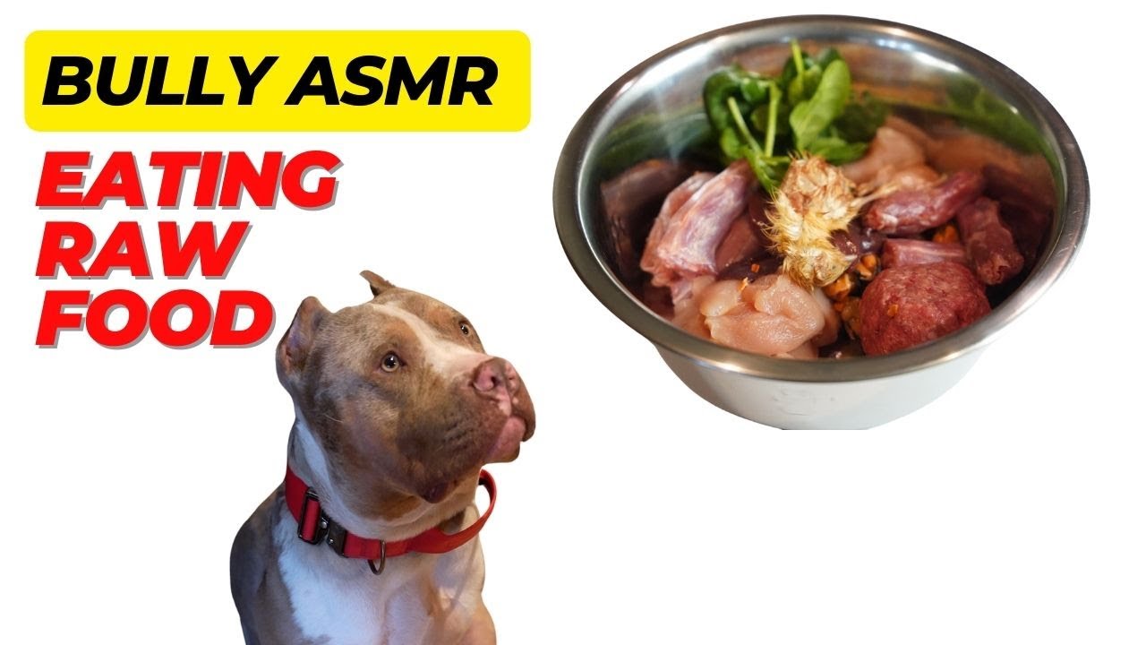 ASMR of Ego Eating!!! (Bully Raw Feeding)
