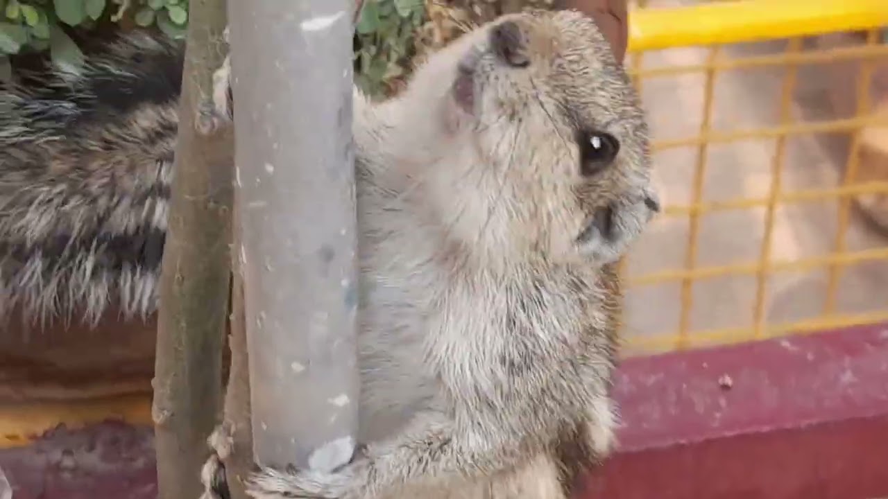 Affectionate squirrel