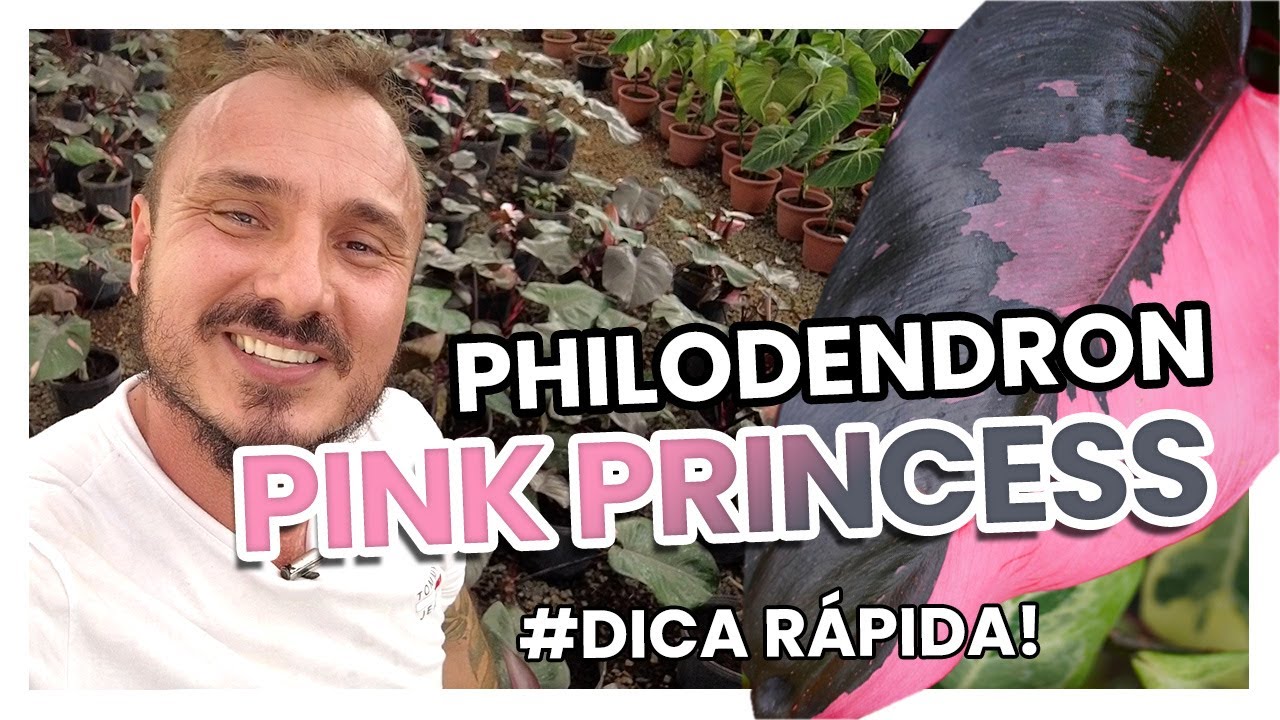 Conheça o PHILODENDRON Pink Princess
