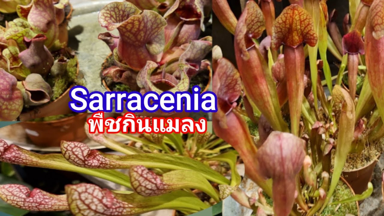 Sarracenia พืชกินสัตว์กินอย่างไร พืชน่าทึ่ง แปลก พึ่งเคยเห็น