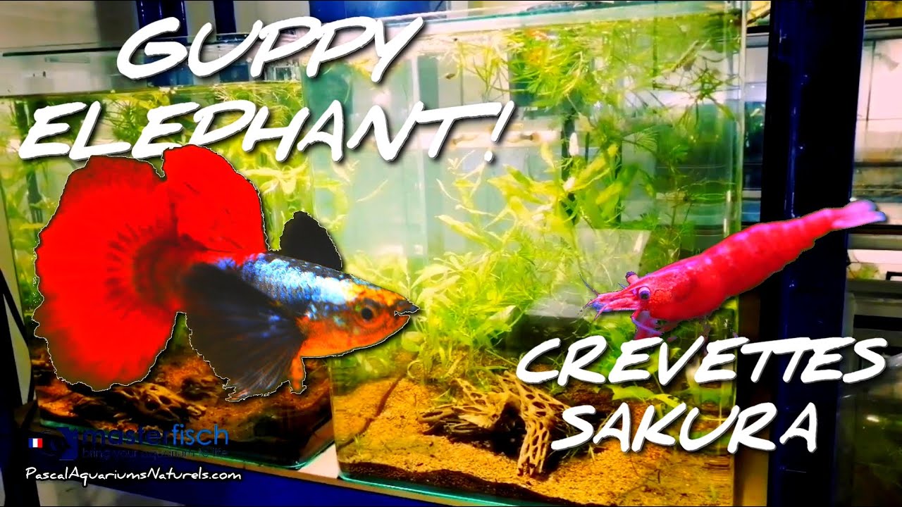 Cohabitation nano cube : guppy et crevette eau douce ! MasterFisch - Pascal Aquariums Naturels