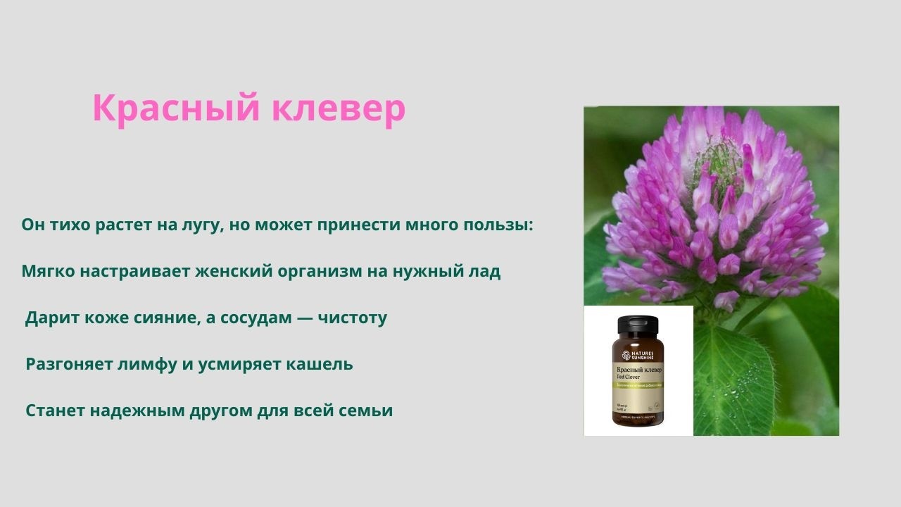 Красный клевер- помощник для всей семьи.