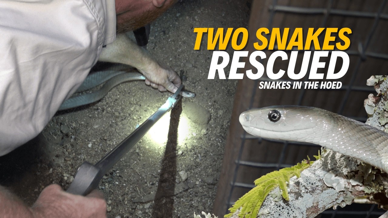 Big Black Mamba in Aviary! | Snake Found in Bedroom