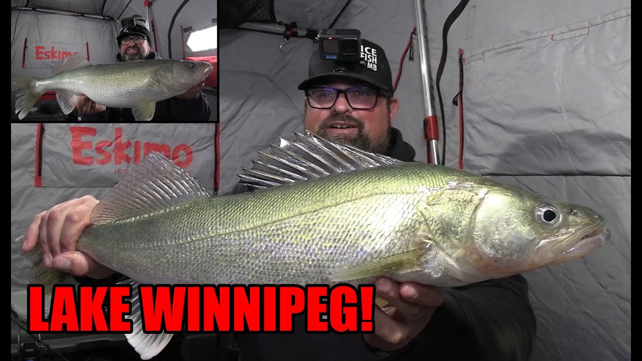 Ice Fishing for Greenback Walleye on Lake Winnipeg!