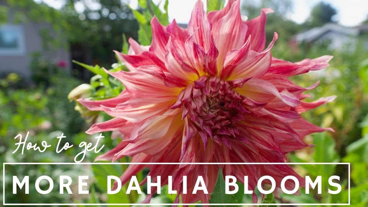 How to Get More Dahlia Blooms + Deadheading & Harvesting Dahlias 🤩🌸