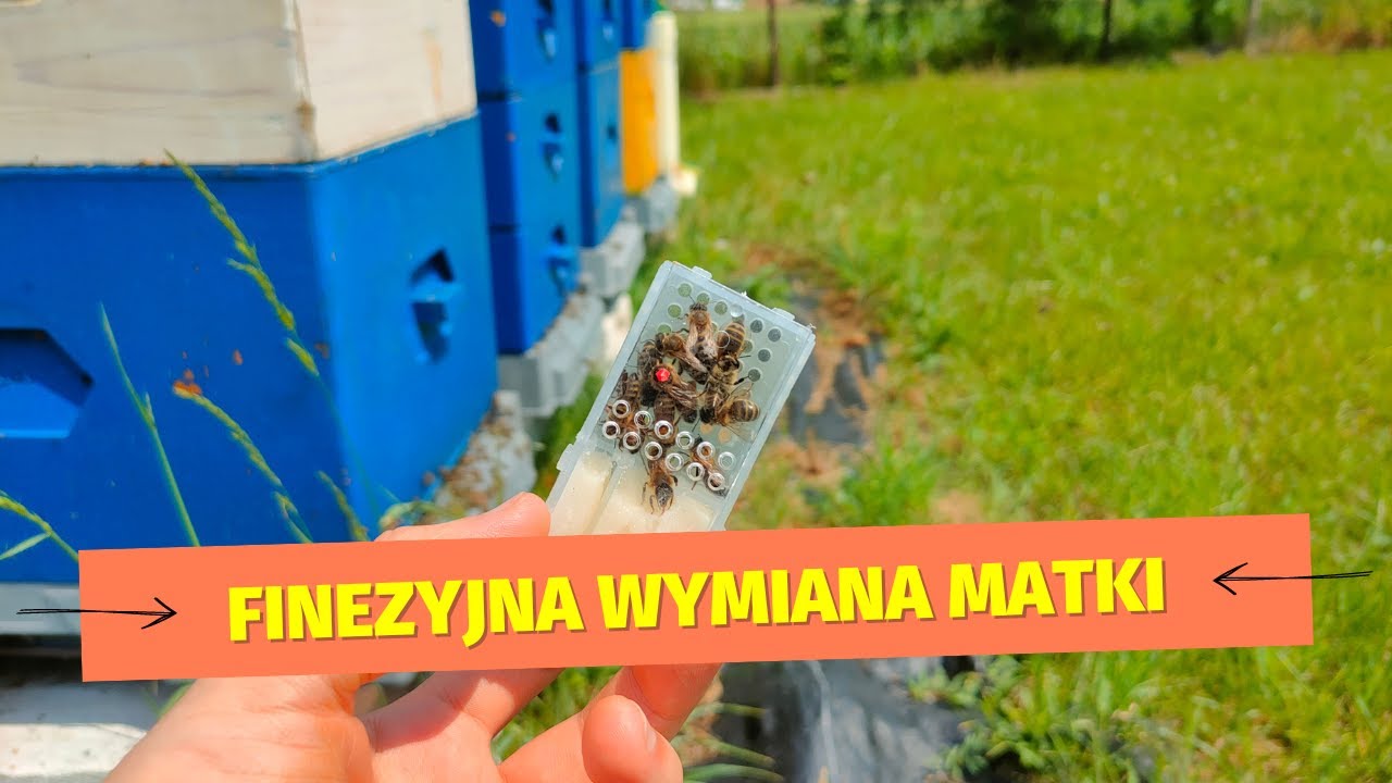 Wymiana matek pszczelich  w sierpniu.